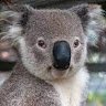 koala_69